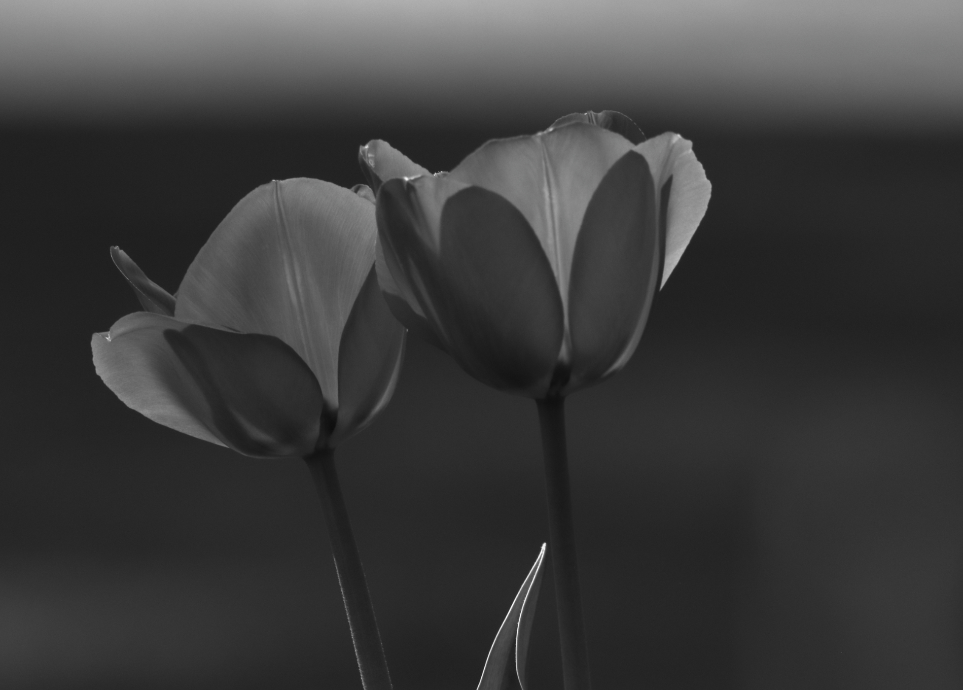 2021 04 24 HTP 51252ebw